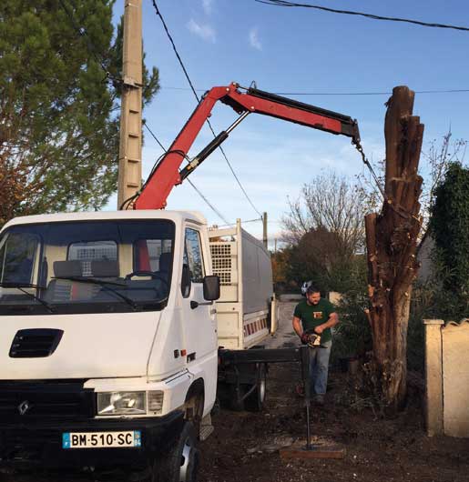 Chantier d'élagage de platanes à Pernes-les-Fontaines