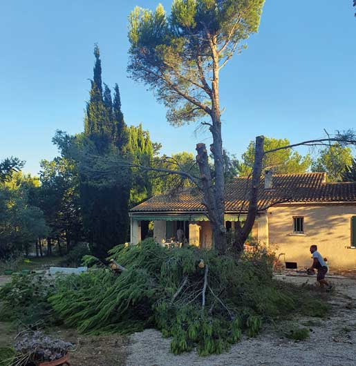 Abattage délicat d'arbre en milieu urbain