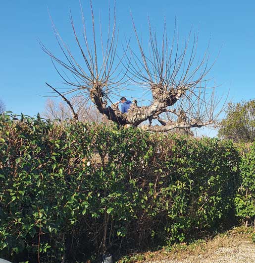 Élagage de grands arbres en Vaucluse