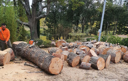 Service d'élagage et abattage d'arbres à Pernes-les-Fontaines et dans le Vaucluse