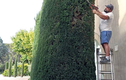Service de taille et étêtage d'arbres dans le Vaucluse