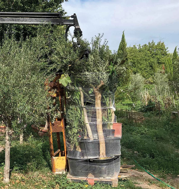 Réalisations d'élagage et entretien d'arbres par Angelo Élagage