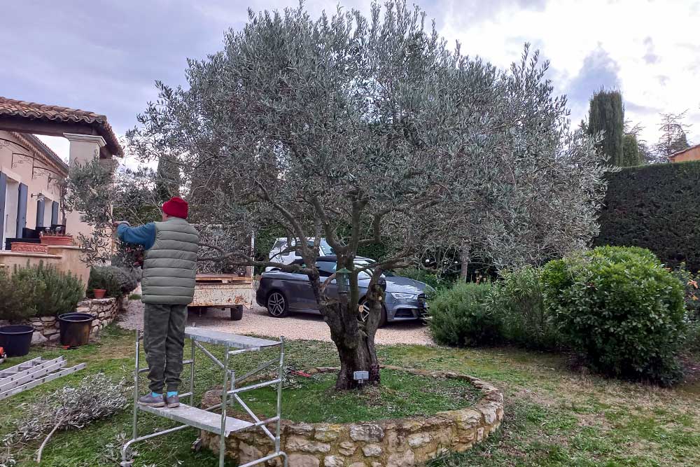 Angelo élagueur professionnel taillant un olivier dans le Vaucluse